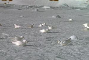 Snow petrels